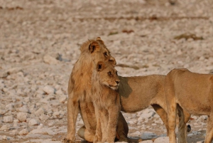 Etosha National Park: Full or Half-Day Game Drive