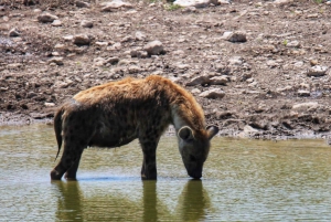 Etosha National Park: Full or Half-Day Game Drive