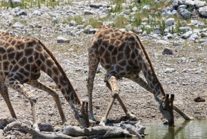 Etosha National Park: Full or Half-Day Game Drive