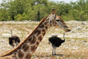 Etosha National Park: Full or Half-Day Game Drive