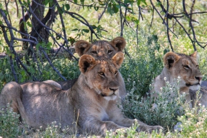 Etosha National Park: Full or Half-Day Game Drive