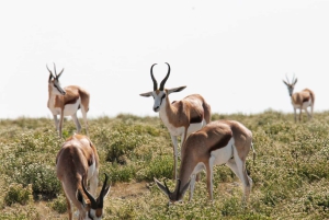 Etosha National Park: Full or Half-Day Game Drive