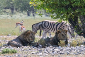 Etosha National Park: Full or Half-Day Game Drive