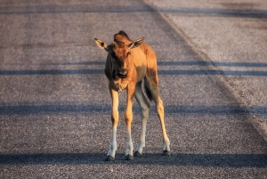 Etosha National Park: Full or Half-Day Game Drive