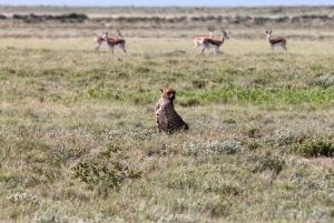 Etosha National Park: Full or Half-Day Game Drive