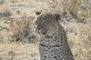 Etosha National Park: Full or Half-Day Game Drive