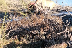 Etosha National Park: Full or Half-Day Game Drive