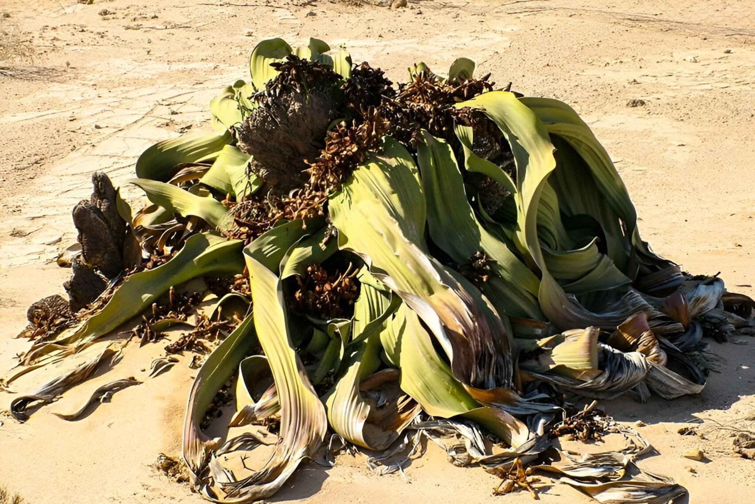 Swakopmund Moon Valley & Welwitschia Tour