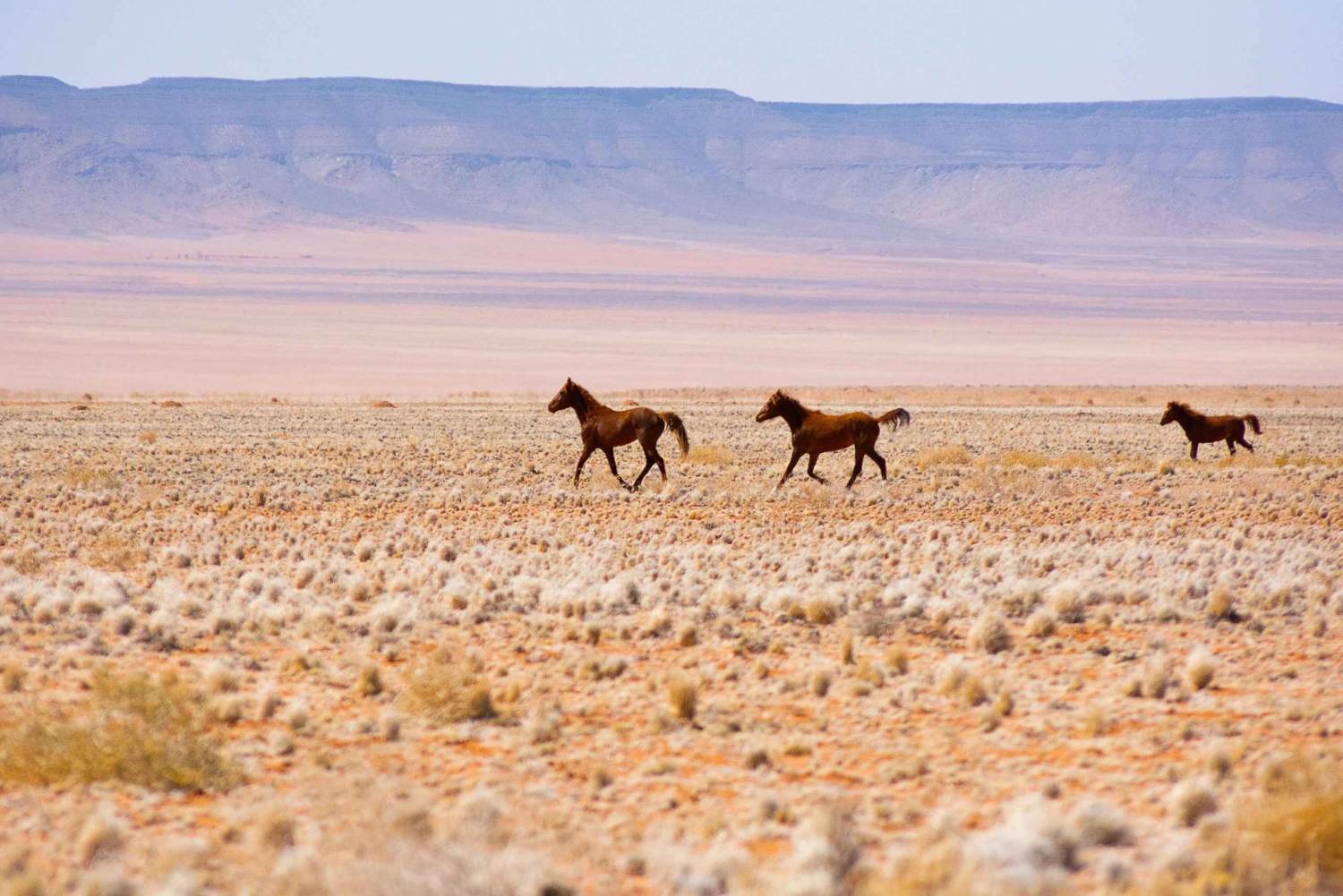 Swakopmund: Namib Desert Horseback Ride - 1 hour