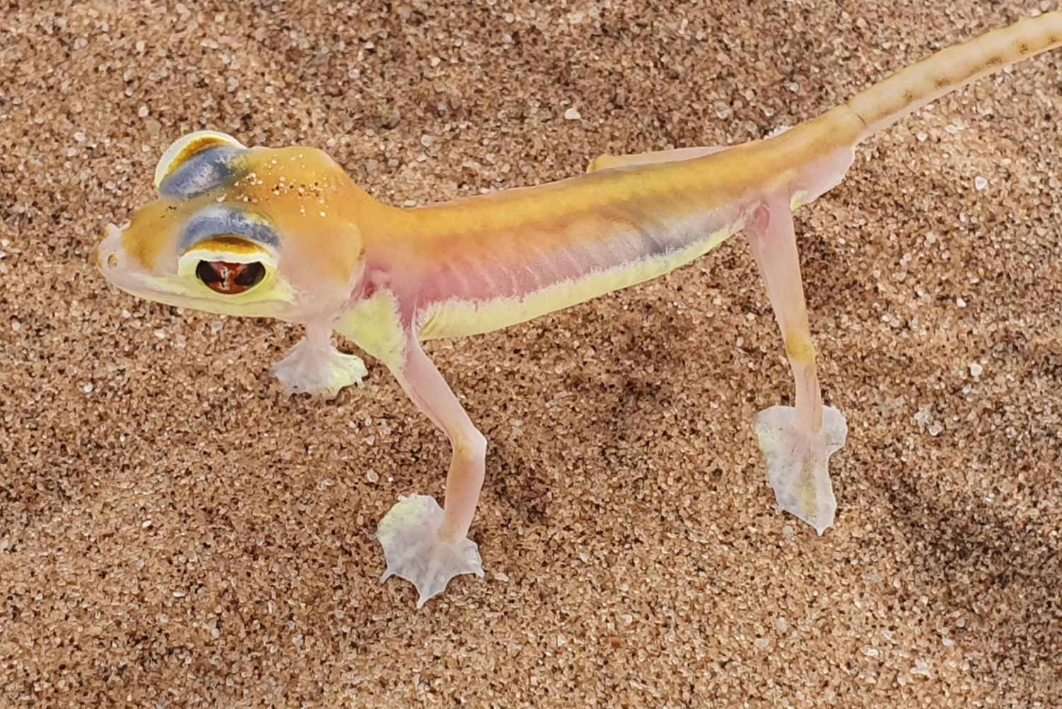 Swakopmund: Little Five Desert Wildlife Quad Biking Tour