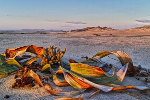 Walvis Bay: Moon Landscape Sunrise Photo Tour