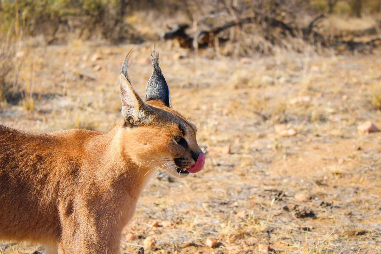 Windhoek: Caracal Walk at N/a'an ku sê Wildlife Sanctuary