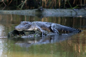 From Lafitte: Swamp Tours South of New Orleans by Airboat