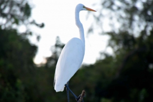 From Lafitte: Swamp Tours South of New Orleans by Airboat