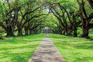 From New Orleans: Oak Alley Plantation Tour