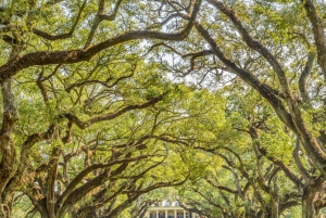 From New Orleans: Oak Alley Plantation Tour