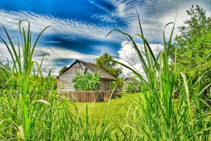 From New Orleans: Whitney Plantation Ticket & Transportation