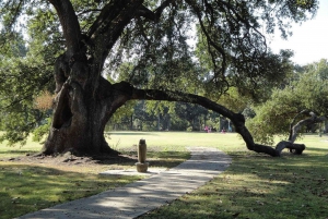 New Orleans: 2.5-Hour City & Cemetery Tour by Bus