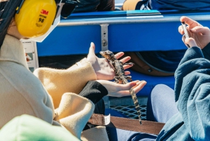 New Orleans: Oak Alley Plantation & Airboat Swamp Combo Tour