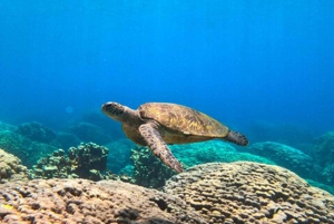 シュノーケリング付きダイマニアット島ツアーをご案内します