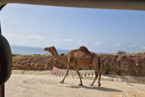 East Salalah by Day & Night: Camels, Waterfalls & Souqs Tour