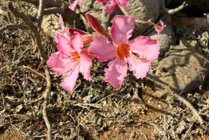 East Salalah by Day & Night: Camels, Waterfalls & Souqs Tour