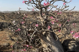 East Salalah by Day & Night: Camels, Waterfalls & Souqs Tour