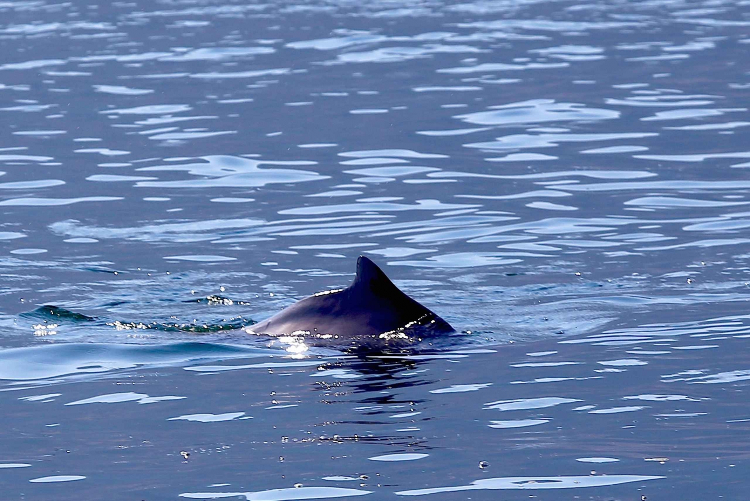 Khasabista: Musandamin vuonot Dhow-risteily & buffet-lounas