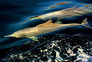 From Khasab: Fjords of Musandam Dhow Cruise & Buffet Lunch