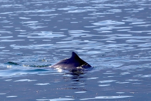 Da Khasab: crociera sui fiordi di Musandam Dhow e pranzo a buffet