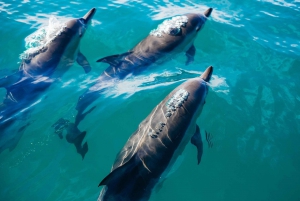 From Khasab: Half-Day Cruise with Snorkeling & Dolphins