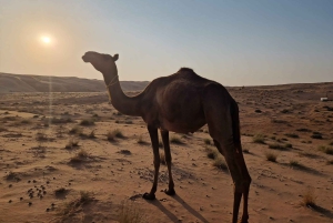 Fra Muscat: 3-dages Nizwa, ørken, skildpadde, Wadi Shab