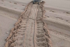 Fra Muscat: 3-dages Nizwa, ørken, skildpadde, Wadi Shab