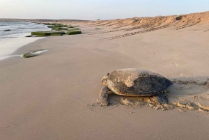 Fra Muscat: 3-dages Nizwa, ørken, skildpadde, Wadi Shab