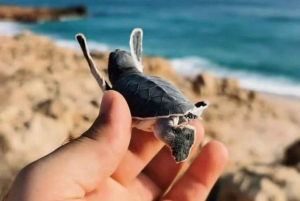 Fra Muscat: 3-dages Nizwa, ørken, skildpadde, Wadi Shab