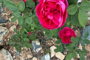 Z Muscat: całodniowa wycieczka do Nizwa Jabal Akhdar Birkat Al Moz