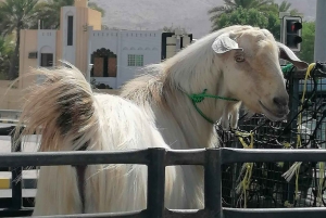 Depuis Mascate : Nizwa et Misfat Al Abriyeen Privé