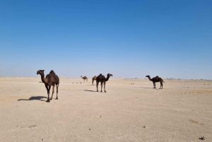 Salalah: Pustynne safari o zachodzie słońca - Rub Al Khali - Pusta Dzielnica