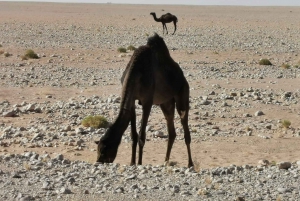 Salalah: Pustynne safari o zachodzie słońca - Rub Al Khali - Pusta Dzielnica