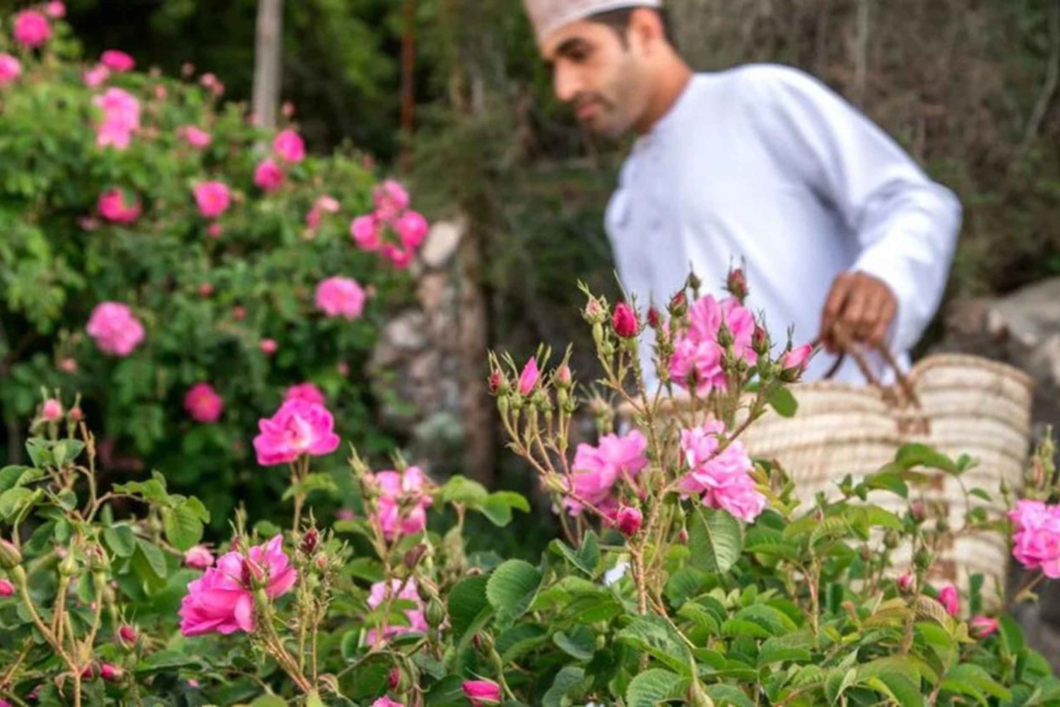 Koko päivän kierros: Nizwan linnoitus, Barkat Al Mouz ja Jebel Akhdar