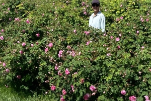 ガイド付きマウンテントアー：サイク高原とワディ・ムアイディンを通る下り坂