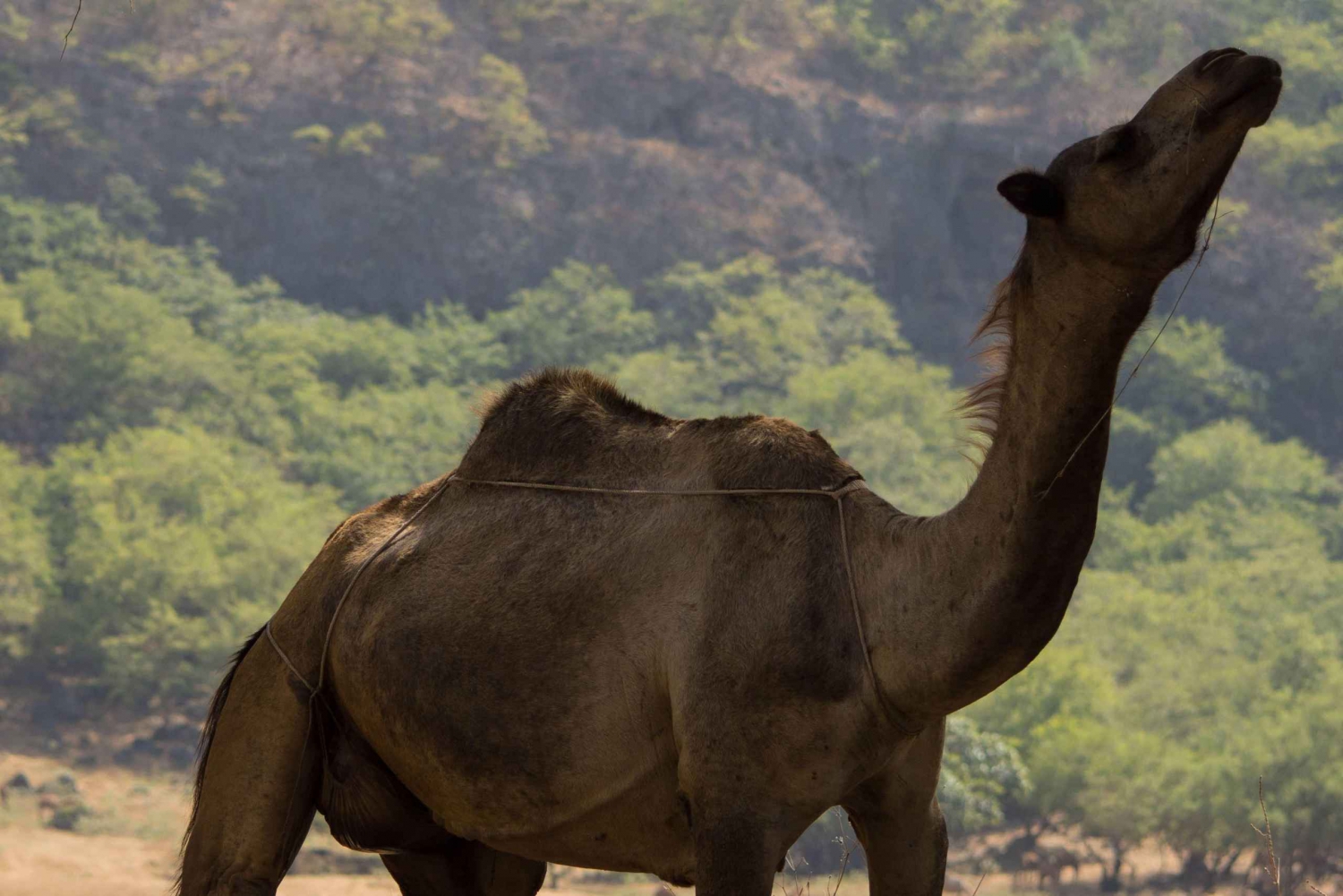 Tagestour im Khareef: Wadi Darbat & Salalah Mountains