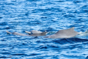Khasab: Half-Day Dhow Cruise with Dolphin Watching