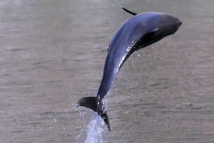 Khasab: Half-Day Dhow Cruise with Dolphin Watching