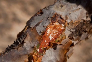 Depuis Salalah : La ville perdue (excursion d'une journée à Rub Al Khali)