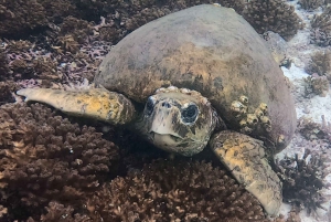 Muscat: Prøv dykking på Daymaniat-øyene