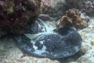 Muscat: Prøv dykking på Daymaniat-øyene