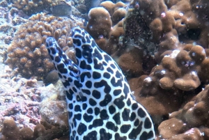 Muscat: Prøv dykking på Daymaniat-øyene