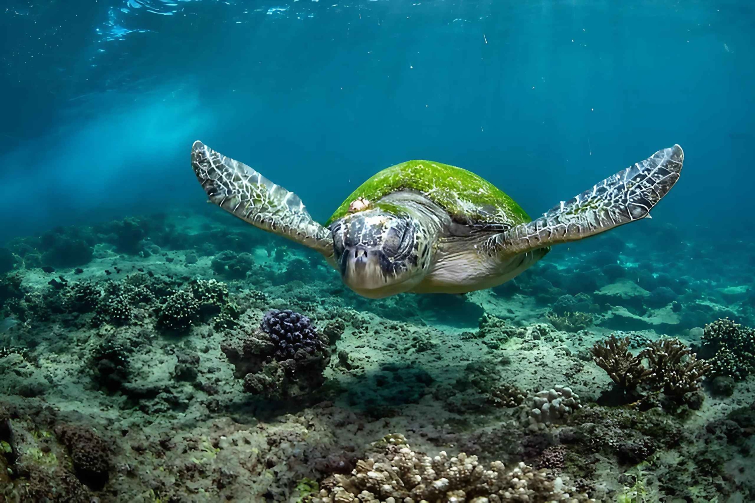 マスカット：ディマニヤット諸島シュノーケリングツアー（ホテル送迎付き）