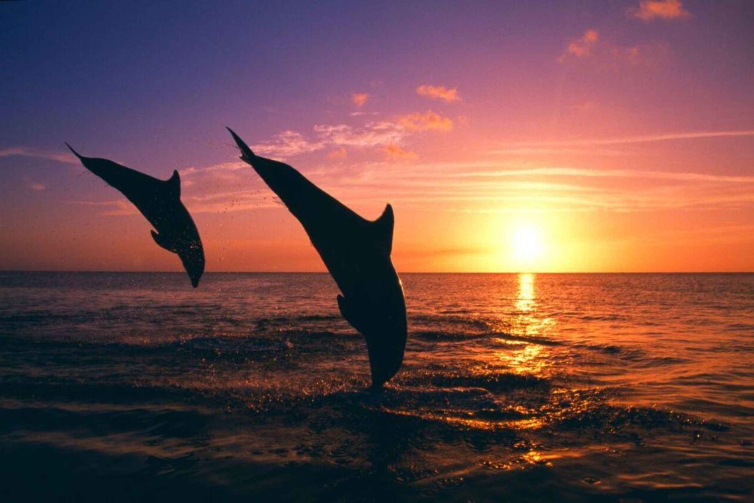 Muscat: Dolphin Watching or Sunset Cruise